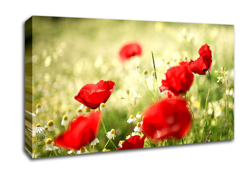 Poppies And Chamomile Canvas Wall Art