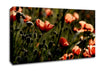 Light Of A New Day Canvas Wall Art