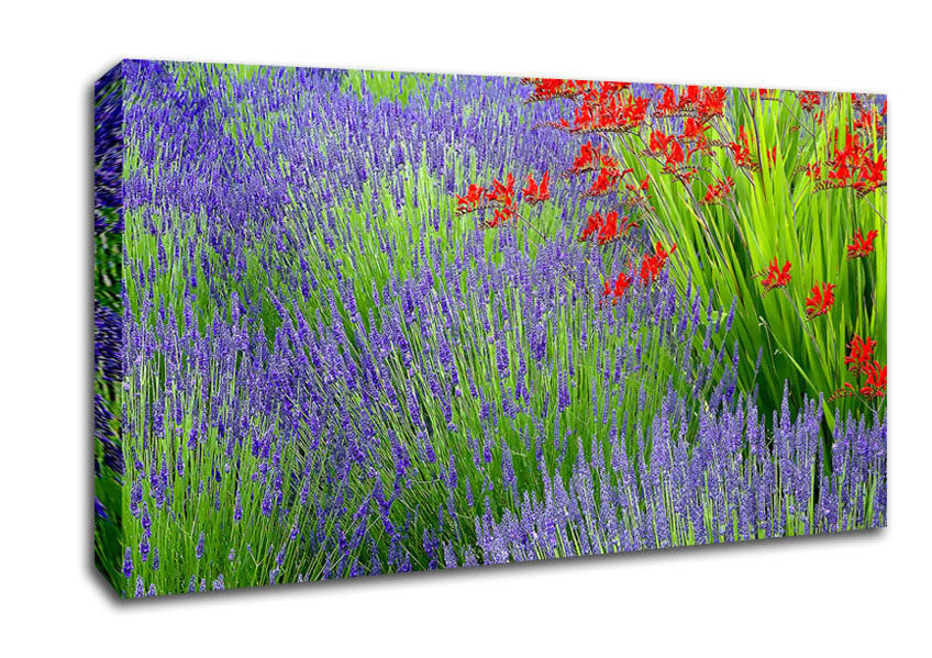 Lavender And Crocosmia Canvas Wall Art