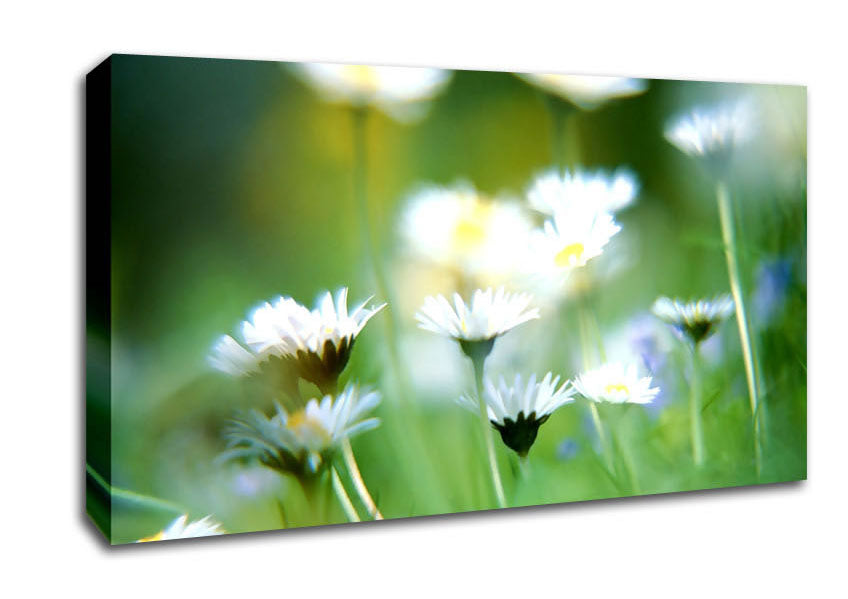 Blurry Daisies Canvas Wall Art