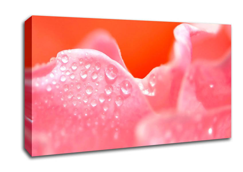 Pink Rose Dew Drop Canvas Wall Art