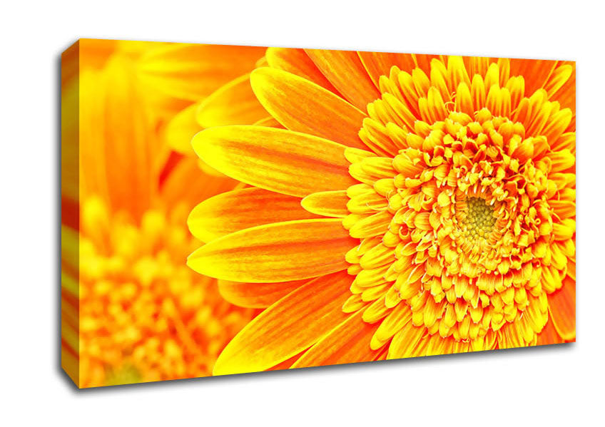 Orange Yellow Gerbera Face Canvas Wall Art
