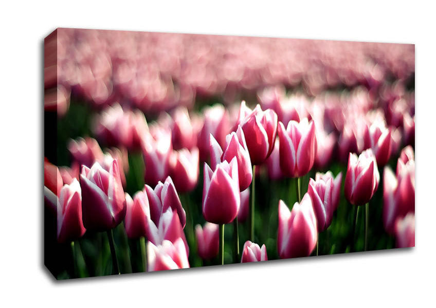 Pink Tulips Spring Canvas Wall Art