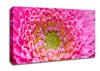 Pink Flower Centre Canvas Wall Art
