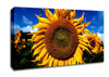 Huge Sunflower Faces Canvas Wall Art