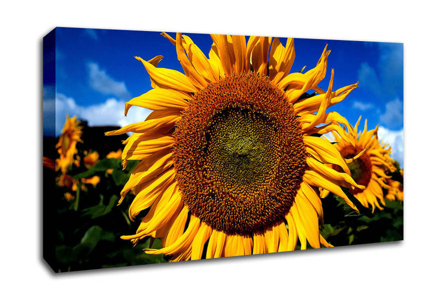 Huge Sunflower Faces Canvas Wall Art