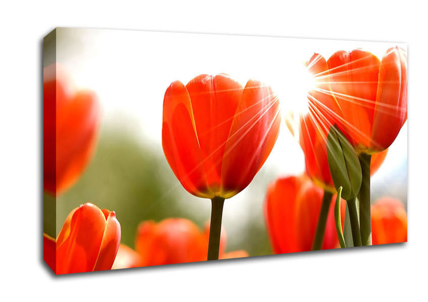 Orange Tulips Canvas Wall Art