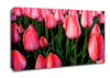 Pink Tulips Cultivation Canvas Wall Art