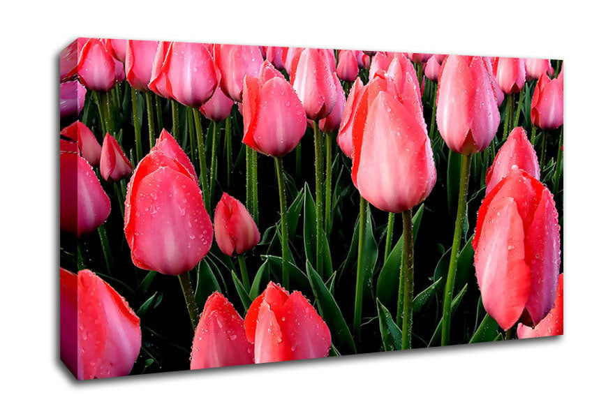 Pink Tulips Cultivation Canvas Wall Art