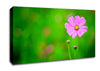 Pink Flower Green Background Canvas Wall Art