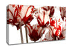 Parrot Tulips Red n White Canvas Wall Art