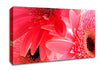 Pink Gerbera Flower Mayhem Canvas Wall Art