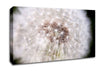 Make A Wish Canvas Wall Art