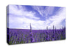 Lavender Field In The Sky Canvas Wall Art