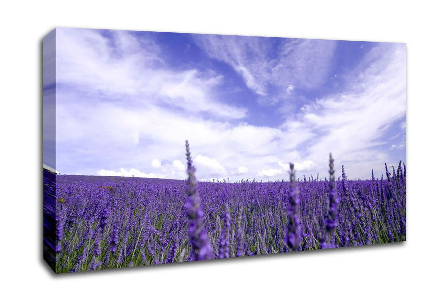 Lavender Field In The Sky Canvas Wall Art