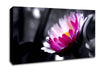 Pink Flower On Black And White Background Canvas Wall Art