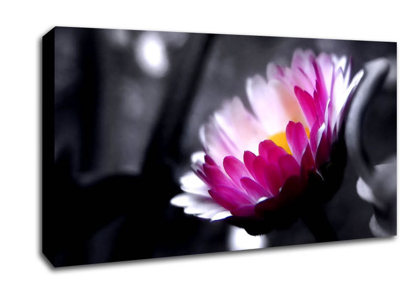 Pink Flower On Black And White Background Canvas Wall Art