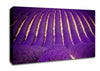 Lavender Field Canvas Wall Art