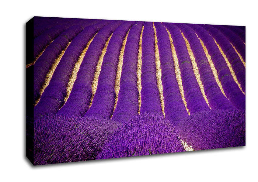 Lavender Field Canvas Wall Art