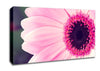 Pink Gerbera Daisy Centre Canvas Wall Art