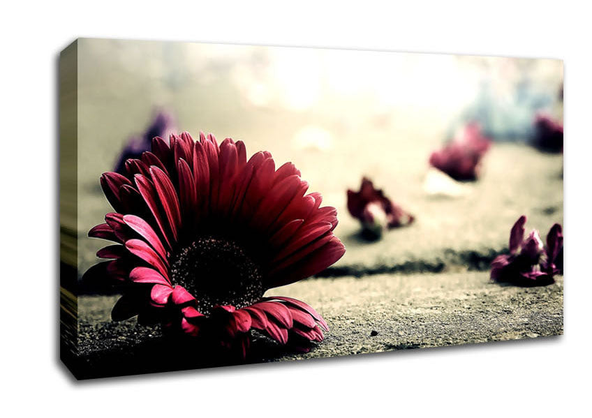 Missing Petals Canvas Wall Art