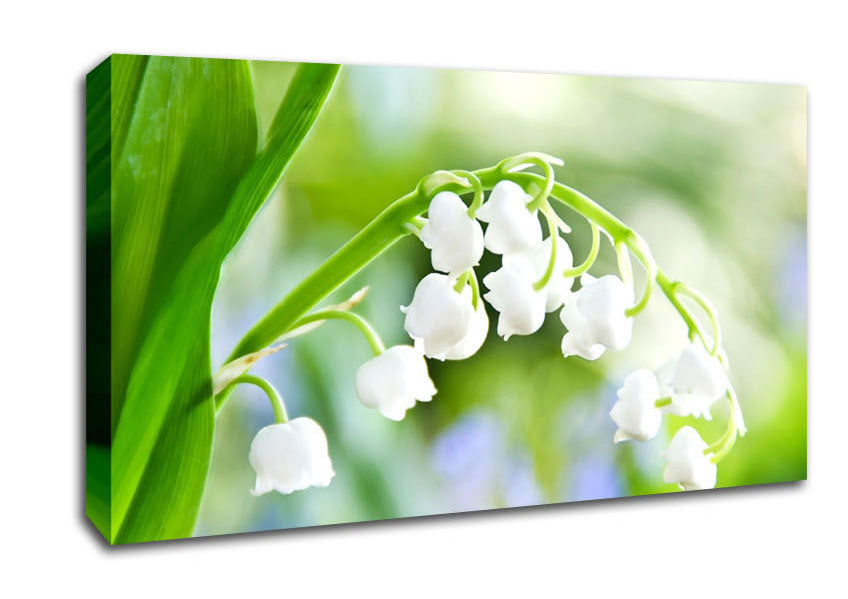 Lily Of The Valley Canvas Wall Art