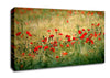 Poppies In The Field Canvas Wall Art