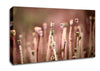 Poppy Pods Canvas Wall Art