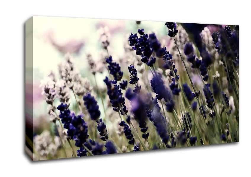 Lavender Flower Stems Canvas Wall Art