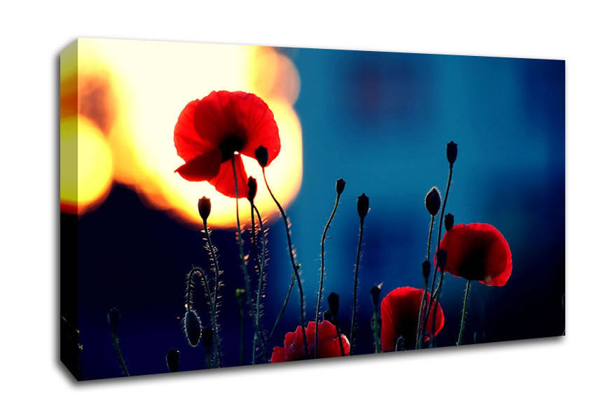 Poppies In The Sunset Canvas Wall Art