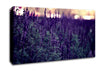 Lavender Canvas Wall Art