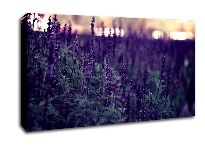 Lavender Canvas Wall Art
