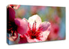 Pink Flower Cherry Tree Canvas Wall Art