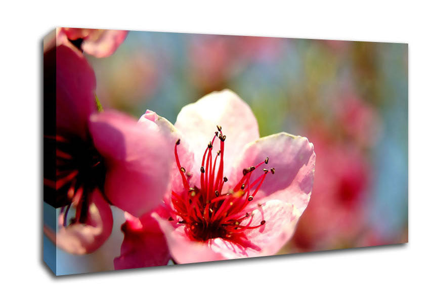 Pink Flower Cherry Tree Canvas Wall Art