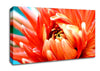 Orange Passion Canvas Wall Art