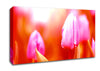 Pink Tulip On Red Canvas Wall Art