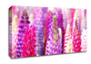 Pink And Purple Lupin Flowers Canvas Wall Art