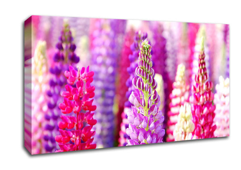 Pink And Purple Lupin Flowers Canvas Wall Art