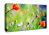 Poppy Meadow Canvas Wall Art