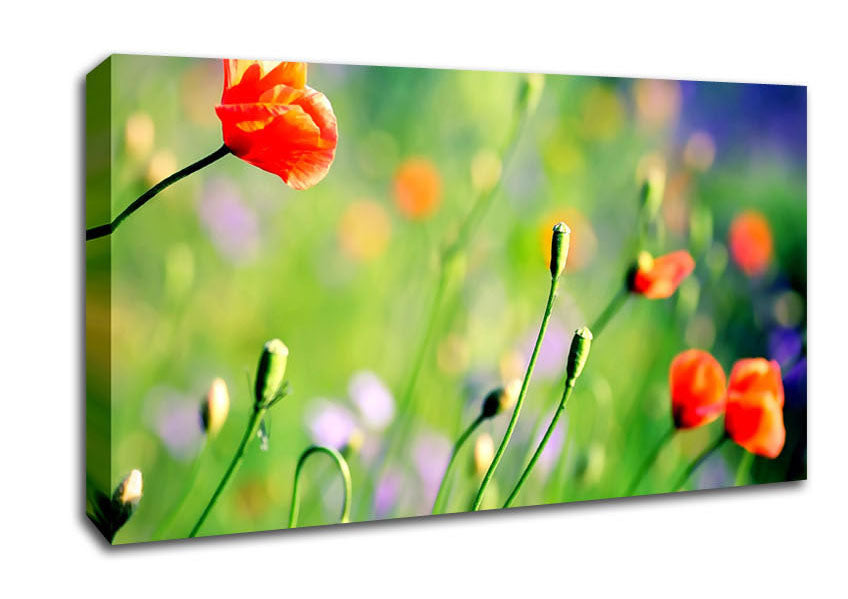 Poppy Meadow Canvas Wall Art