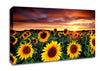 Magic Landscape Sunflower Field Canvas Wall Art