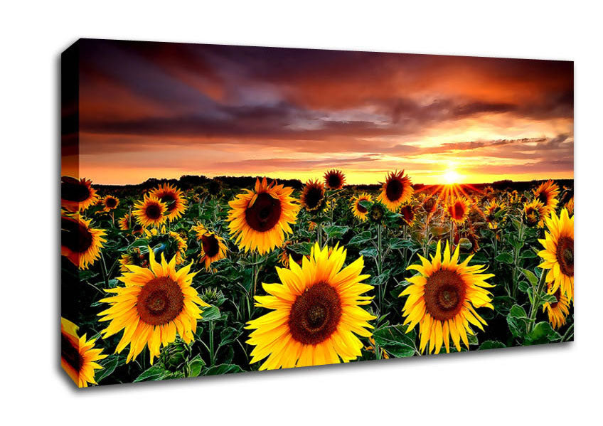 Magic Landscape Sunflower Field Canvas Wall Art