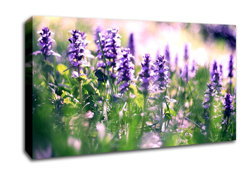 Lupin Flowers Canvas Wall Art