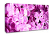 Lilac Flowers Macro Canvas Wall Art