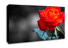 Orange Rose On Black Canvas Wall Art