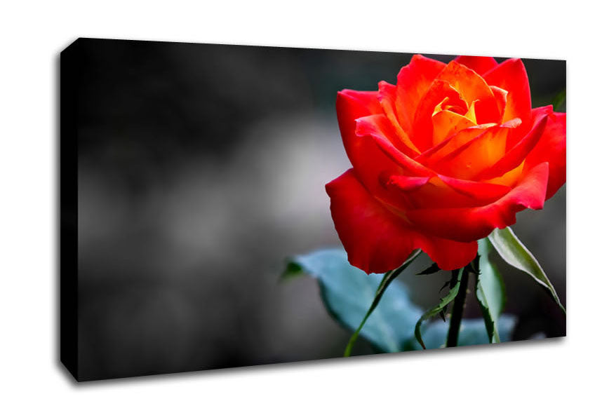 Orange Rose On Black Canvas Wall Art