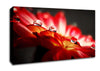 Macro Drops Canvas Wall Art
