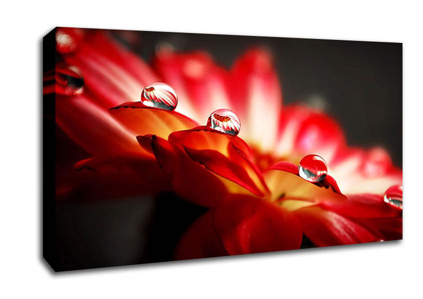 Macro Drops Canvas Wall Art