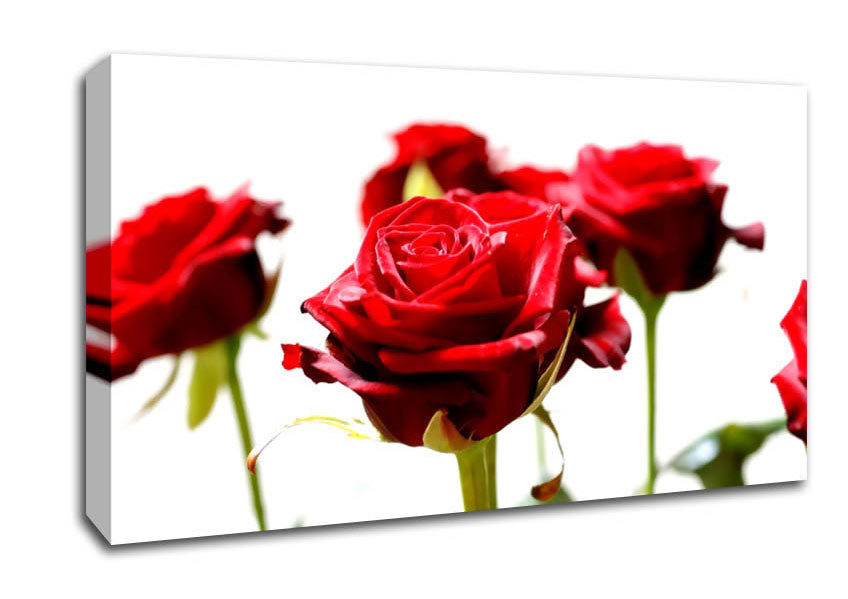 Long Stem Red Roses Canvas Wall Art