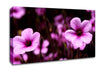 Purple Trumpets Canvas Wall Art